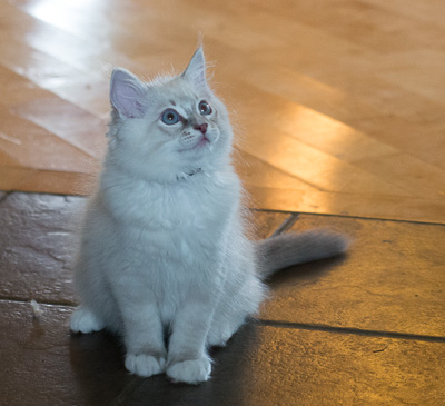 Ragdoll kitten - Simon